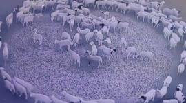 سبب دوران الحيوانات حول نفسها.. ما سبب دوران الحيوانات بشكل دائرة من علامات الساعة