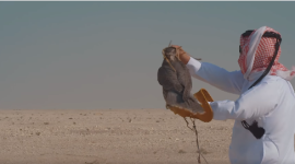 صقر قطر.PNG