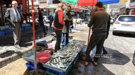 اسماك السردينة تغزو بحر القطاع وسط انخفاض اسعارها (3).JPG