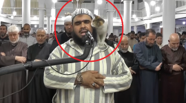 مشاهدة فيديو الشيخ والقطة في صلاة التراويح في الجزائر يوتيوب