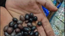 الصحة بغزة تضبط وتتلف 7 أطنان من مواد غذائية غير صالحة