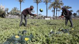 موسم قطف البطيخ في قطاع غزة (3).jpg