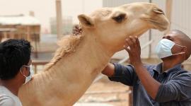 هل الأمراض المعدية للإنسان سببها الحيوانات؟