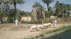 قرية مصرية.jpg