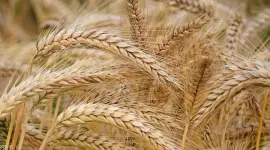 اتفاقية قمح بين روسيا ومصر- قمح