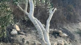 اعتداء المستوطنين (4).jpeg