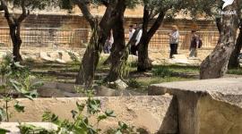 مستعمرون يقتحمون المسجد الأقصى