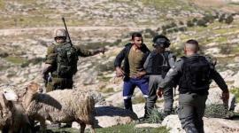 اعتداءات الاحتلال على رعاة اغنام