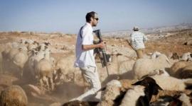 مستوطنون يرعون الأغنام في أراضي المواطنين