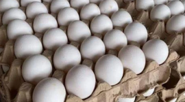اختفاء البيض من أسواق القطاع.PNG