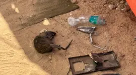 انتشار القوارض بين الخيام