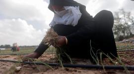 صورة توضيحية