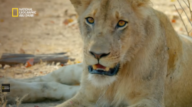 أحدث تردد قناة ناشيونال جيوغرافيك أبو ظبي national geographic الجديد 2026 على نايل سات