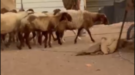 يطلقون اغنامنهم.PNG