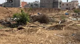 زيتون غزة تحت الركام