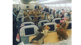 صقور