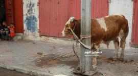 ذبح الاضاحي (تعبيرية)