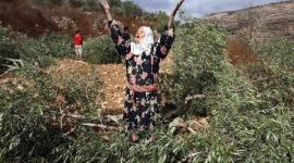 مستوطنون يقطعون شجر الزيتون