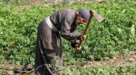 فلاح فلسطيني