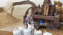 حصاد القمح (1)