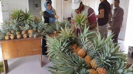 أناناس في غزة لأول مرة