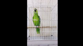 ببغاء