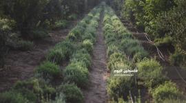 زراعة الزعتر بغزة ‫(39059972)‬ ‫‬