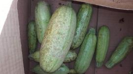 خسائر الزراعة
