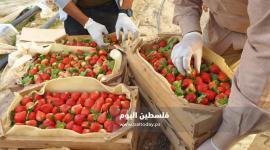 فراولة غزة5