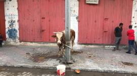 ذبح الأضاحي (تعبيرية)