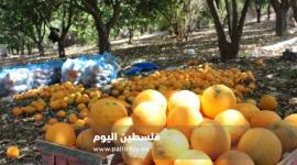صورة من الانترنت "حمضيات"