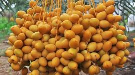البلح الأصفر