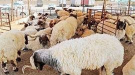 شروط الاضحية من الغنم والعجل والبقر عند الحنفية والمالكية .. شروط الأضحية السلمية والصحيحة