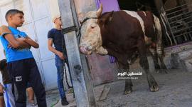 اضاحي امام منازلهم استعداد لذبحها ‫(38535687)‬ ‫‬.JPG
