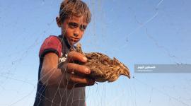 صيد السمان في دير البلح 