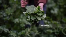 موسم قطف نبتة الخبيزة 
