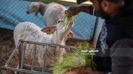 الشعير المستنبت