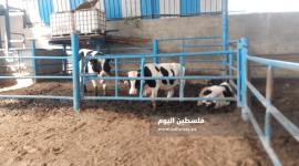 سعر الخروف والماعز للأضاحي في الرياض وجدة والطائف بالسعودية اليوم 2023