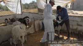 حمى المالطية