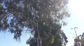 قطع شجرة معمرة 