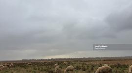 محاصيل زراعية على حدود خانيونس (7)