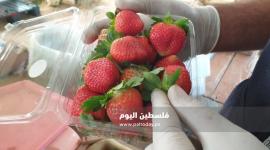فراولة غزة2