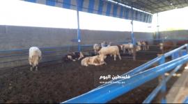 كم سعر الاضحية في غزة 2022؟ سعر كيلو الخروف قائم في فلسطين