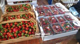 فراولة غزة10