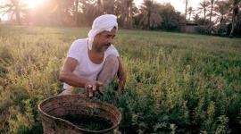 زراعة في مصر