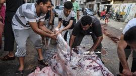 هل الأضحية واجبة على الحاج.. ما حكم الأضحية في العيد على المسلمين؟