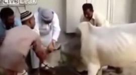 بقرة