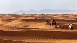 المزيني وش يرجعون السعودية عمان- فروع المزيني- نبذة عن المزيني ويكيبيديا