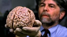 northernbrain_539952654