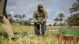 قطف البطيخ في غزة